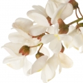 ملخ سیاه Black Locust